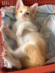 Cute Kittens For Adoption - Domestic Short Hair Cat