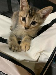 Cute Kittens For Adoption - Domestic Short Hair Cat