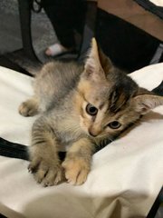 Cute Kittens For Adoption - Domestic Short Hair Cat