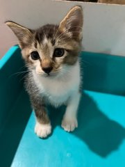 Cute Kittens For Adoption - Domestic Short Hair Cat