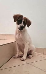 Vision  - Jack Russell Terrier Mix Dog