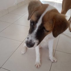 Vision  - Jack Russell Terrier Mix Dog