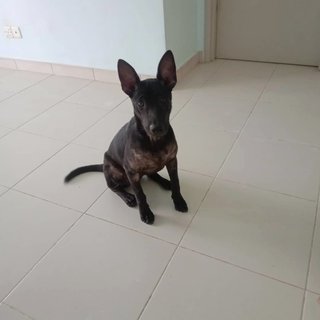 Artemis - Mixed Breed Dog