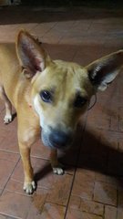 Cute Mixbreed  - Mixed Breed Dog