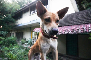 Cute Mixbreed  - Mixed Breed Dog