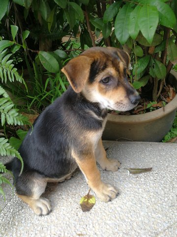 Jacqueline - Shepherd Mix Dog