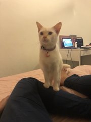 Mochi - Domestic Short Hair Cat