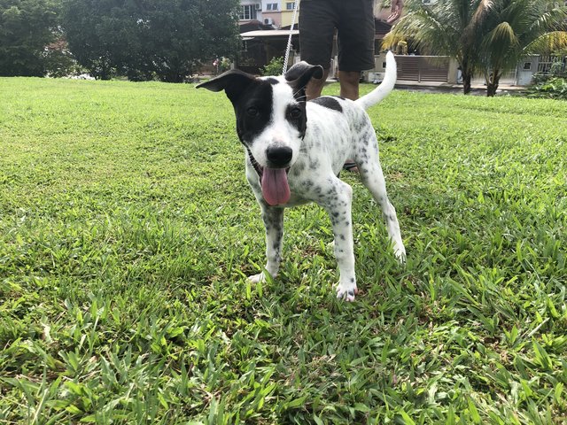 Patch  - Dalmatian Mix Dog