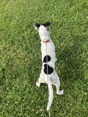 Patch  - Dalmatian Mix Dog