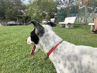 Patch  - Dalmatian Mix Dog