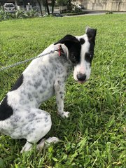 Patch  - Dalmatian Mix Dog