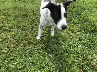 Patch  - Dalmatian Mix Dog