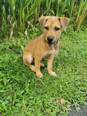 Zimba - Mixed Breed Dog