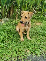 Zimba - Mixed Breed Dog