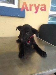 Arya (V) - Mixed Breed Dog