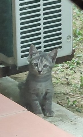 Luna And Tiger - Domestic Short Hair Cat