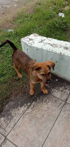 Happy - Mixed Breed Dog