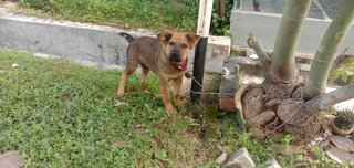 Happy - Mixed Breed Dog