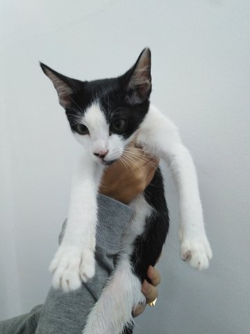 Shikamaru - Domestic Short Hair Cat
