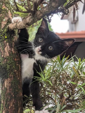 Stocking - Tuxedo Cat