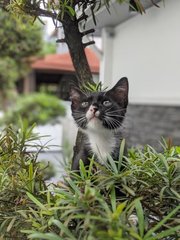 Stocking - Tuxedo Cat