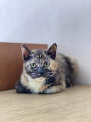 Sparky And Brownie - Domestic Short Hair + Domestic Long Hair Cat