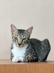 Sparky And Brownie - Domestic Short Hair + Domestic Long Hair Cat