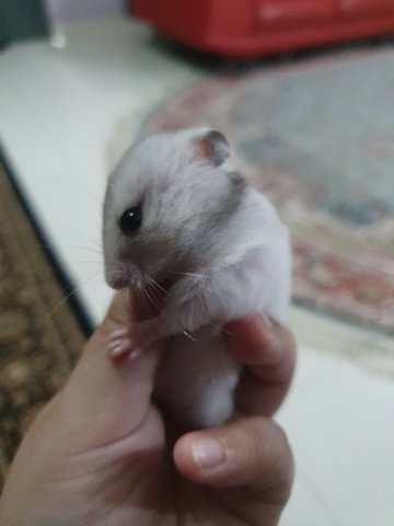 Kiki - Syrian / Golden Hamster Hamster