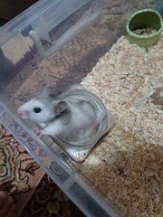 Kiki - Syrian / Golden Hamster Hamster