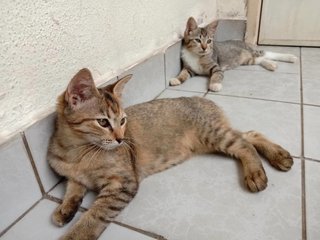 Boy And Girl - Domestic Short Hair Cat