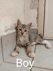 Boy And Girl - Domestic Short Hair Cat