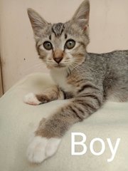 Boy And Girl - Domestic Short Hair Cat