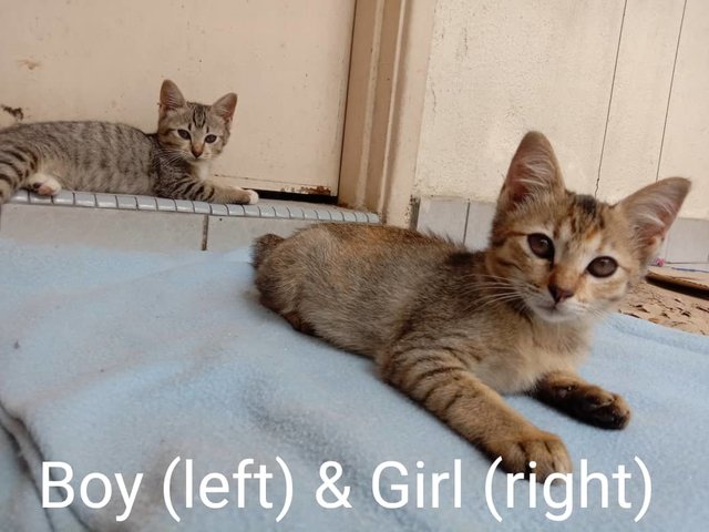 Boy And Girl - Domestic Short Hair Cat