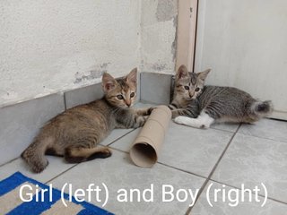 Boy And Girl - Domestic Short Hair Cat