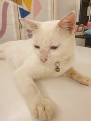 Latte - Domestic Short Hair Cat