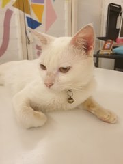 Latte - Domestic Short Hair Cat