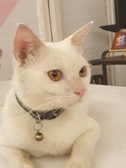 Latte - Domestic Short Hair Cat