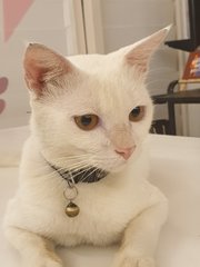 Latte - Domestic Short Hair Cat