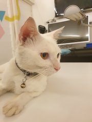 Latte - Domestic Short Hair Cat