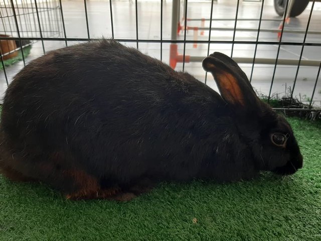 Si Hitam (Free Adoption) - Bunny Rabbit Rabbit