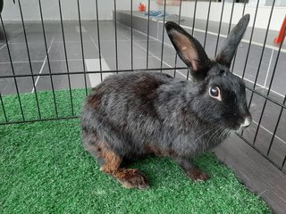 Si Hitam (Free Adoption) - Bunny Rabbit Rabbit