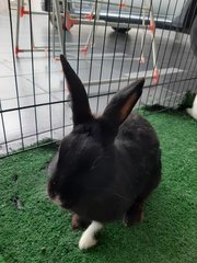 Si Hitam (Free Adoption) - Bunny Rabbit Rabbit