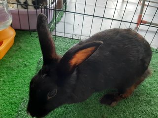 Si Hitam (Free Adoption) - Bunny Rabbit Rabbit