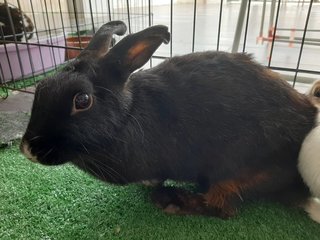 Si Hitam (Free Adoption) - Bunny Rabbit Rabbit