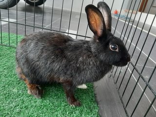 Si Hitam (Free Adoption) - Bunny Rabbit Rabbit