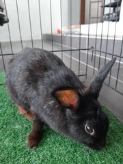 Si Hitam (Free Adoption) - Bunny Rabbit Rabbit