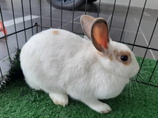 Si Putih - Bunny Rabbit Rabbit