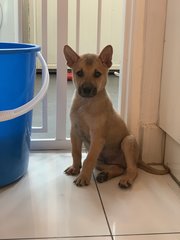 Axl - Has Been Adopted - Mixed Breed Dog