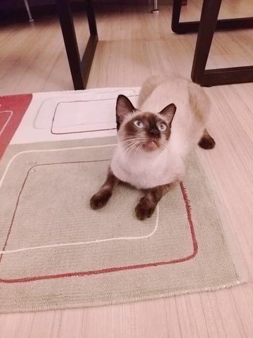 Manja - Siamese Cat