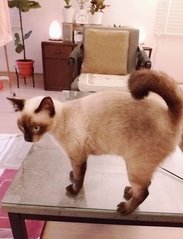 Manja - Siamese Cat